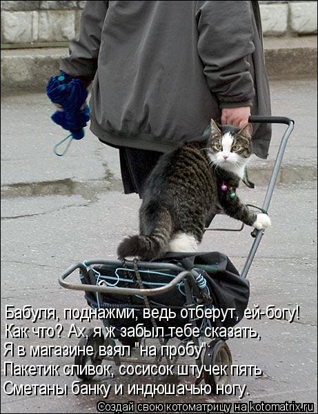 Бабуля, поднажми, ведь отберут, ей-богу! Как что? Ах, я ж забыл тебе сказать, Я в магазине взял "на п... Котоматрица: Бабуля, поднажми, ведь отберут, ей-богу! Как что? Ах, я ж забыл тебе сказать, Я в магазине взял "на пробу": Пакетик сливок, сосисок штучек пять С