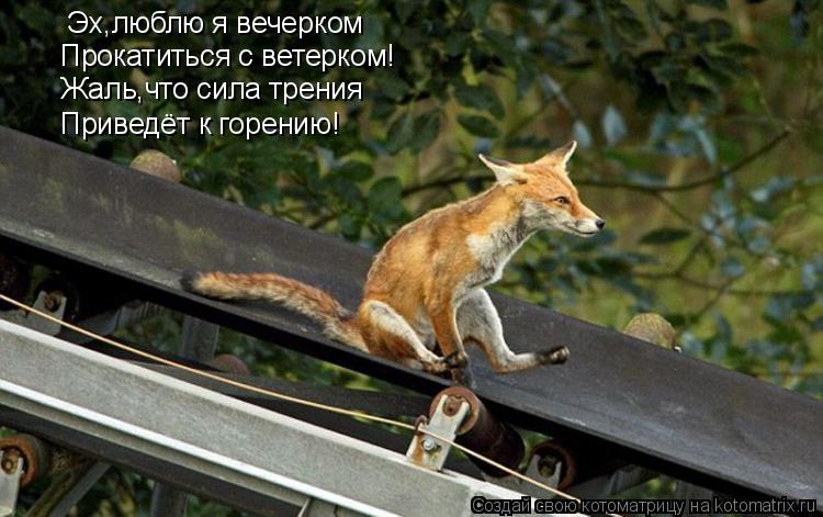 Котоматрица: Эх,люблю я вечерком  Прокатиться с ветерком! Жаль,что сила трения  Приведёт к горению!