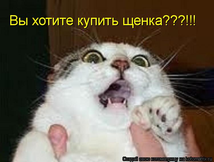 Котоматрица: Вы хотите купить щенка???!!!