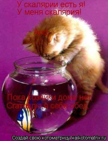 Котоматрица: У скалярии,есть я!  У меня скалярия! And Пока хозяйки дома нет, Сгатовлю я себе обед.