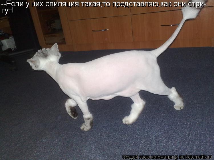 --Если у них эпиляция такая,то представляю,как они стри- гут!... Котоматрица: --Если у них эпиляция такая,то представляю,как они стри- гут!