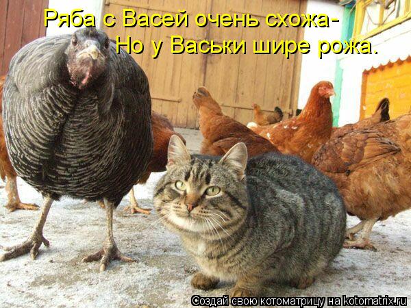 Котоматрица: Ряба с Васей очень схожа- Ho у Васьки шире рожа.