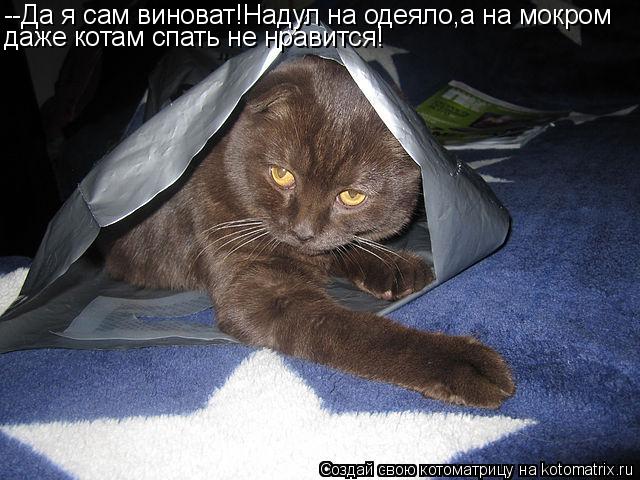 --Да я сам виноват!Надул на одеяло,а на мокром даже котам спать не нравится!... Котоматрица: --Да я сам виноват!Надул на одеяло,а на мокром даже котам спать не нравится!