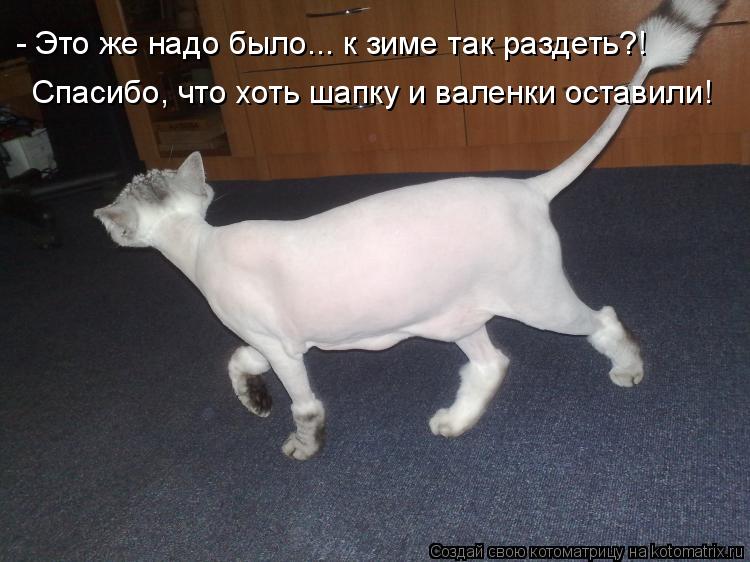- Это же надо было... к зиме так раздеть?! Спасибо, что хоть шапку и валенки оставили!... Котоматрица: - Это же надо было... к зиме так раздеть?! Спасибо, что хоть шапку и валенки оставили!
