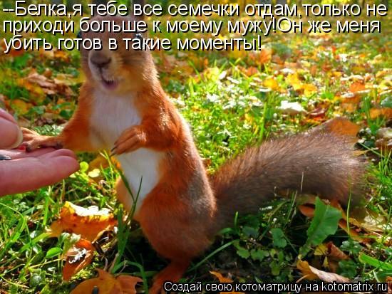 --Белка,я тебе все семечки отдам,только не приходи больше к моему мужу!Он же меня убить готов в такие... Котоматрица: --Белка,я тебе все семечки отдам,только не приходи больше к моему мужу!Он же меня убить готов в такие моменты!