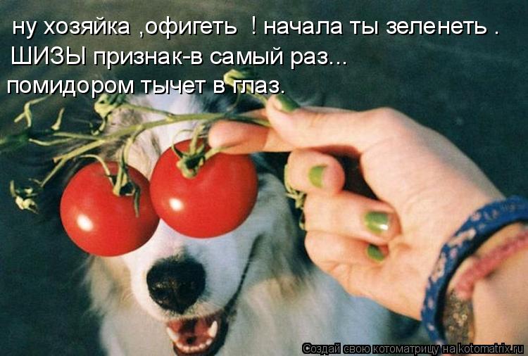 ну хозяйка ,офигеть ! начала ты зеленеть . ШИЗЫ признак-в самый раз... помидором тычет в глаз.... Котоматрица: ну хозяйка ,офигеть ! начала ты зеленеть . ШИЗЫ признак-в самый раз... помидором тычет в глаз.