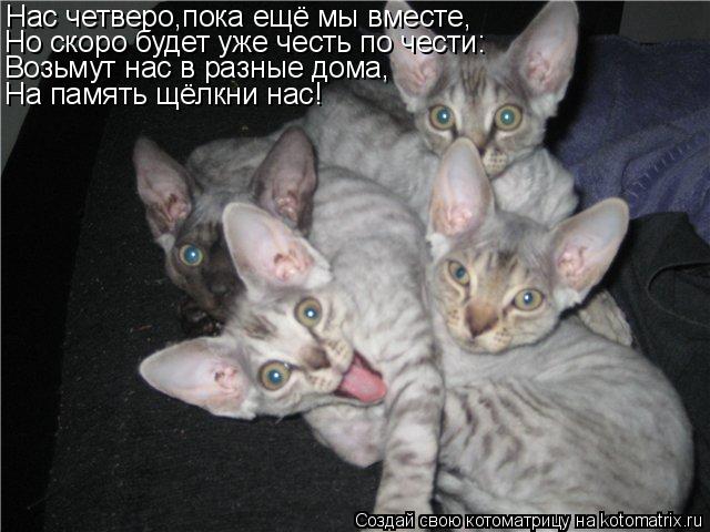 Нас четверо,пока ещё мы вместе, Но скоро будет уже честь по чести: Возьмут нас в разные дома, На памя... Котоматрица: Нас четверо,пока ещё мы вместе, Но скоро будет уже честь по чести: Возьмут нас в разные дома, На память щёлкни нас!