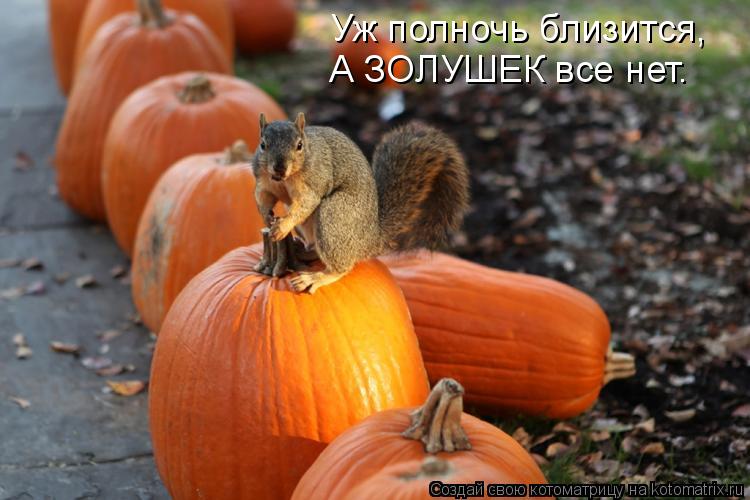 Уж полночь близится, А ЗОЛУШЕК все нет.... Котоматрица: Уж полночь близится, А ЗОЛУШЕК все нет.