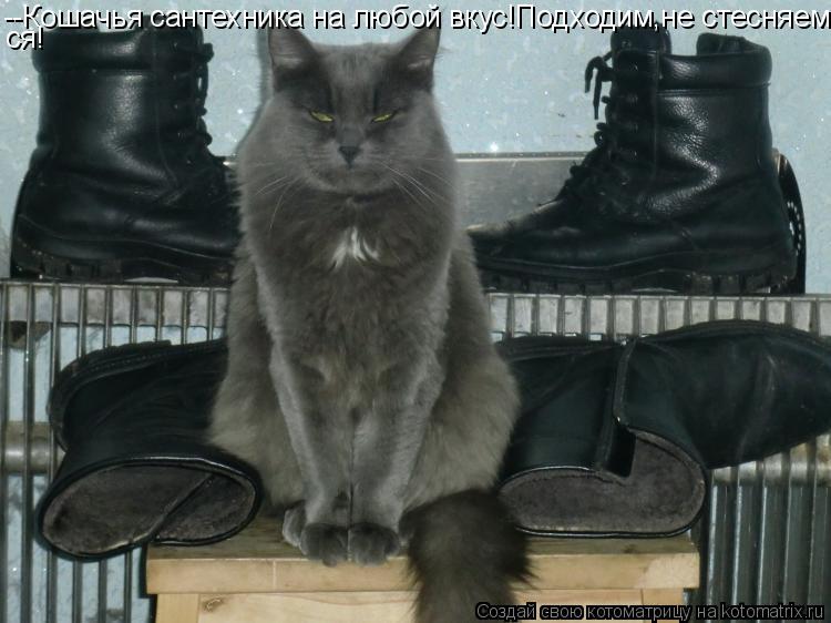 --Кошачья сантехника на любой вкус!Подходим,не стесняем- ся!... Котоматрица: --Кошачья сантехника на любой вкус!Подходим,не стесняем- ся!