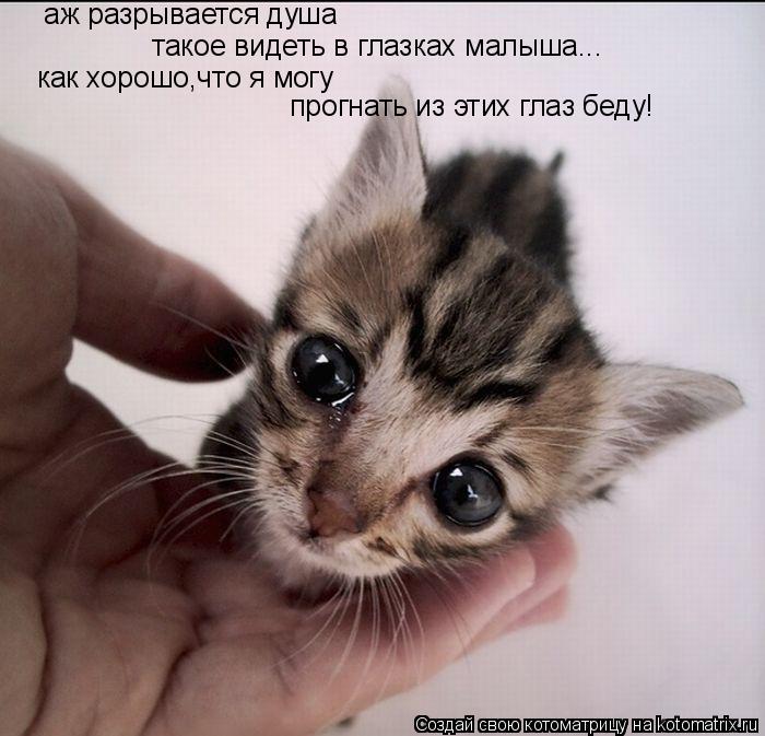 как хорошо,что я могу прогнать из этих глаз беду! аж разрывается душа такое видеть в глазках малы... Котоматрица: как хорошо,что я могу прогнать из этих глаз беду! аж разрывается душа такое видеть в глазках малыша...