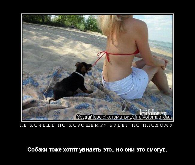 Не хочешь по хорошему? Будет по плохому! Собаки тоже хотят увидеть это.. но они это смогут..... Котоматрица: Не хочешь по хорошему? Будет по плохому! Собаки тоже хотят увидеть это.. но они это смогут..