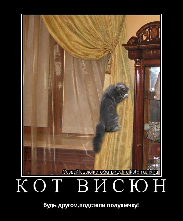 кот висюн будь другом,подстели подушечку!... Котоматрица: кот висюн будь другом,подстели подушечку!