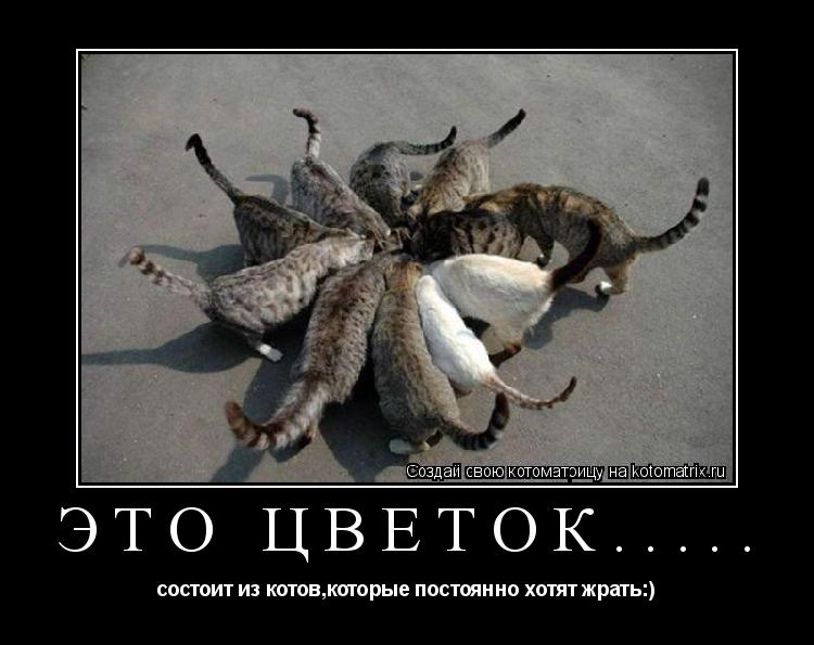 Котоматрица: Это цветок..... состоит из котов,которые постоянно хотят жрать:)