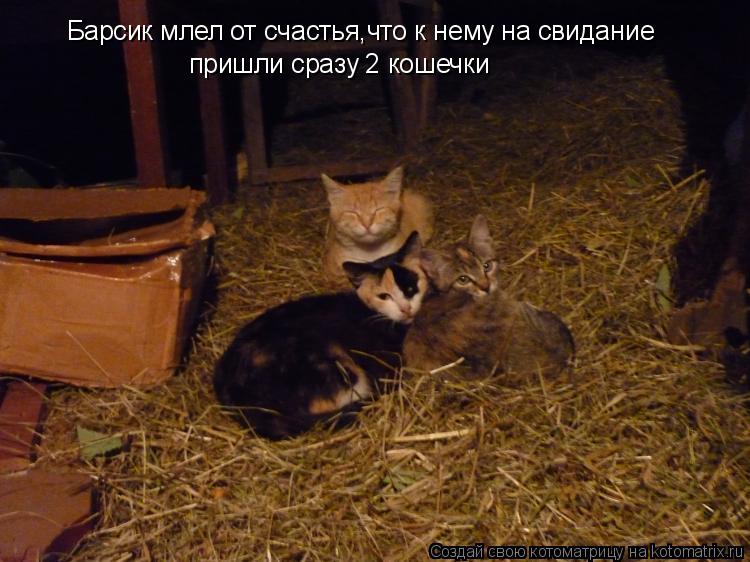 Барсик млел от счастья,что к нему на свидание пришли сразу 2 кошечки... Котоматрица: Барсик млел от счастья,что к нему на свидание пришли сразу 2 кошечки