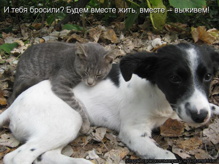 Котоматрица: И тебя бросили? Будем вместе жить, вместе -- выживем!