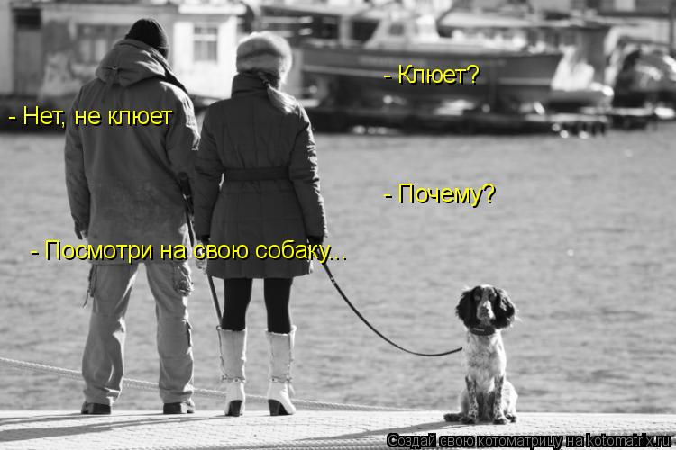 Котоматрица: - Клюет? - Нет, не клюет - Почему? - Посмотри на свою собаку...