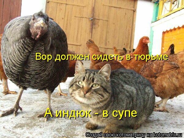 Котоматрица: Вор должен сидеть в тюрьме А индюк - в супе