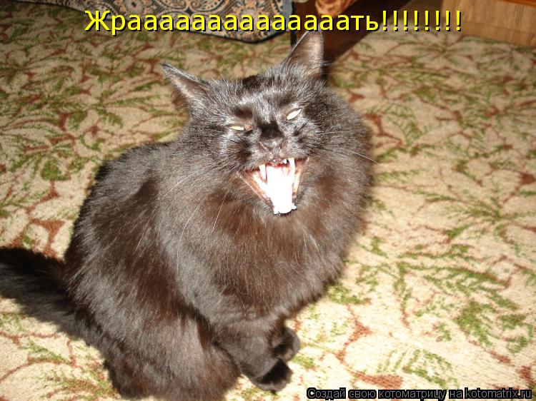 Котоматрица: Жраааааааааааааать!!!!!!!!