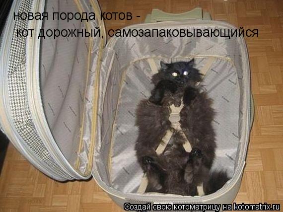 Котоматрица: новая порода котов -  кот дорожный, самозапаковывающийся