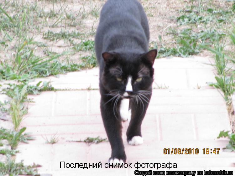 Котоматрица: Последний снимок фотографа