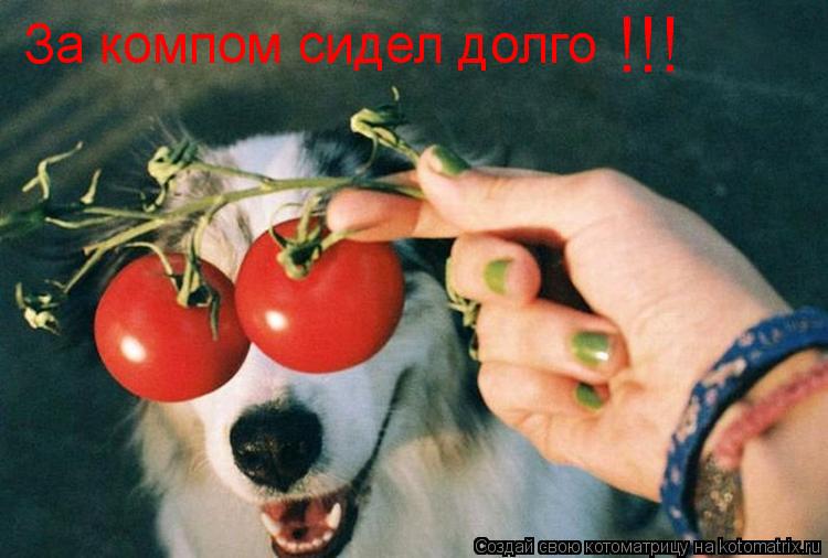 Котоматрица: За компом сидел долго !!!
