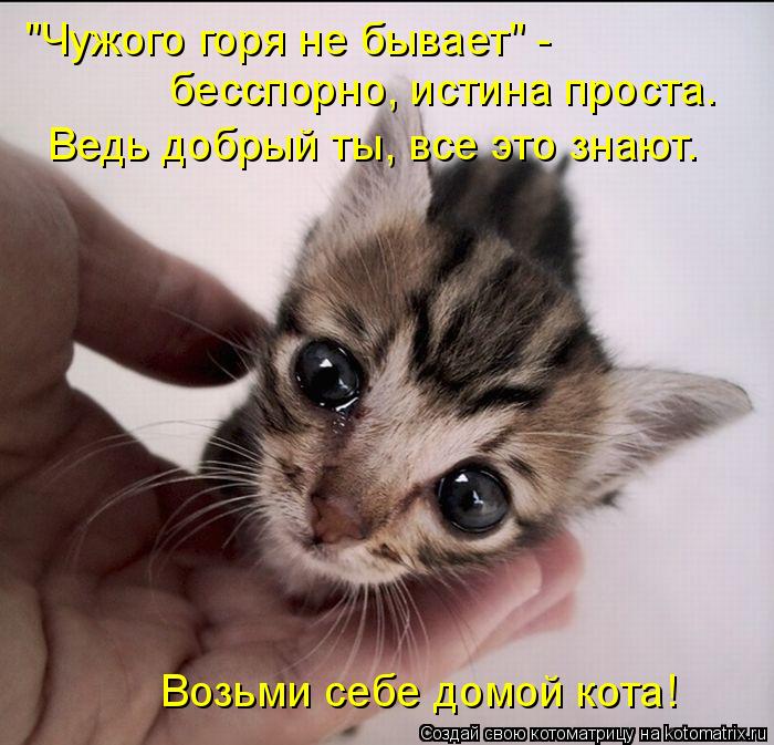 Котоматрица: "Чужого горя не бывает" -  бесспорно, истина проста.  Возьми себе домой кота! Ведь добрый ты, все это знают.