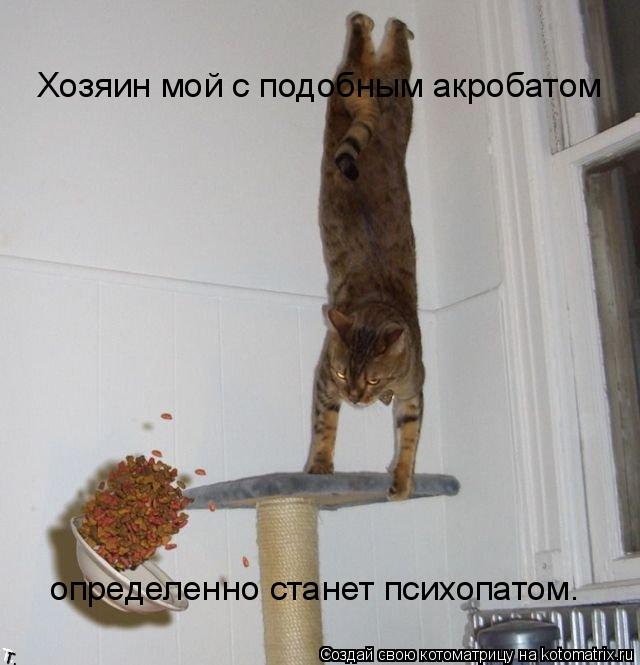 Котоматрица: Хозяин мой с подобным акробатом определенно станет психопатом.