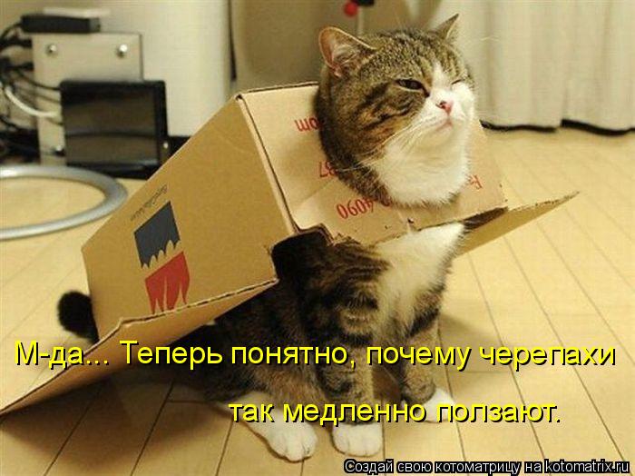 Котоматрица: М-да... Теперь понятно, почему черепахи так медленно ползают.
