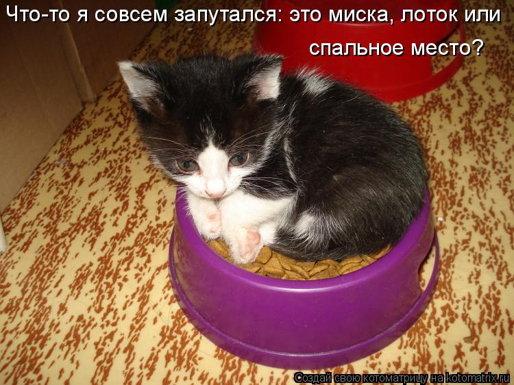 Котоматрица: Что-то я совсем запутался: это миска, лоток или спальное место?