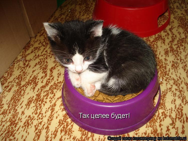 Котоматрица: Так целее будет!