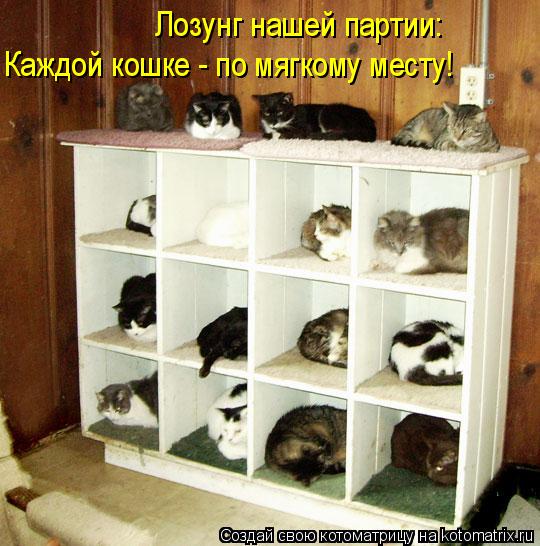 Котоматрица: Каждой кошке - по мягкому месту! Лозунг нашей партии: