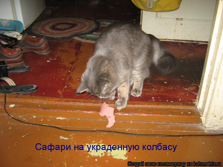 Котоматрица: Сафари на украденную колбасу