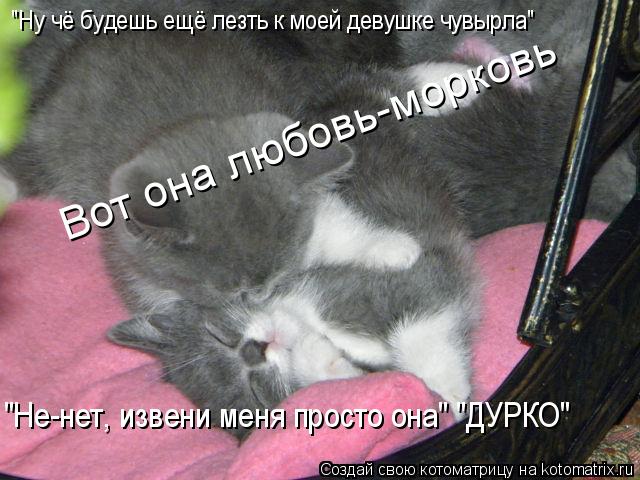 Котоматрица: "Ну чё будешь ещё лезть к моей девушке чувырла" "Не-нет, извени меня просто она" "ДУРКО"  Вот она любовь-морковь