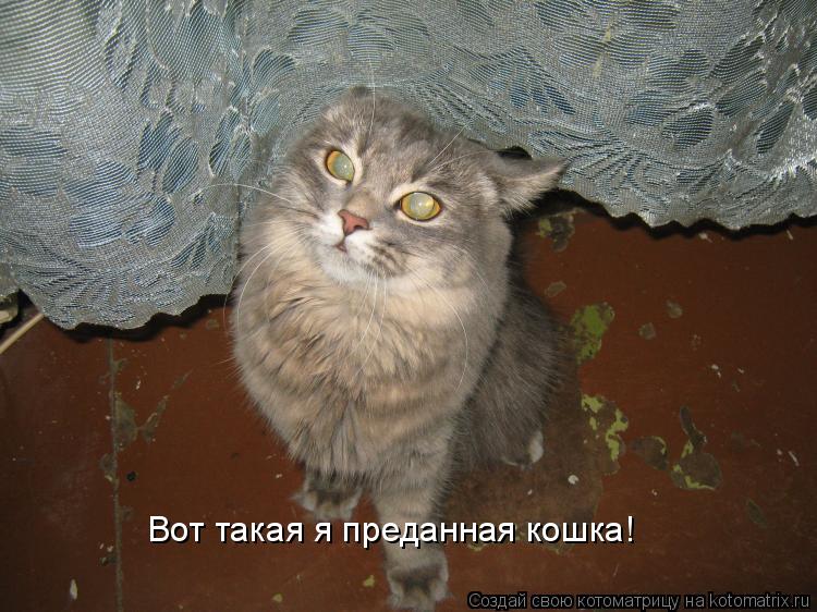 Котоматрица: Вот такая я преданная кошка!