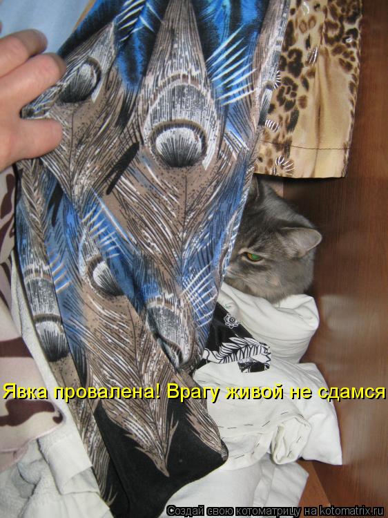 Котоматрица: Явка провалена! Врагу живой не сдамся!