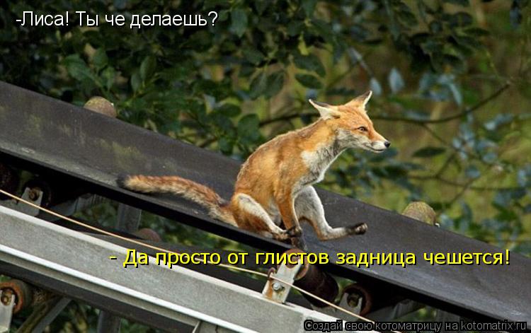 Котоматрица: -Лиса! Ты че делаешь?  - Да просто от глистов задница чешется!