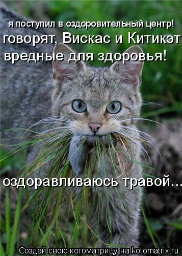 Котоматрица: я поступил в оздоровительный центр! говорят, Вискас и Китикэт вредные для здоровья! оздоравливаюсь травой...