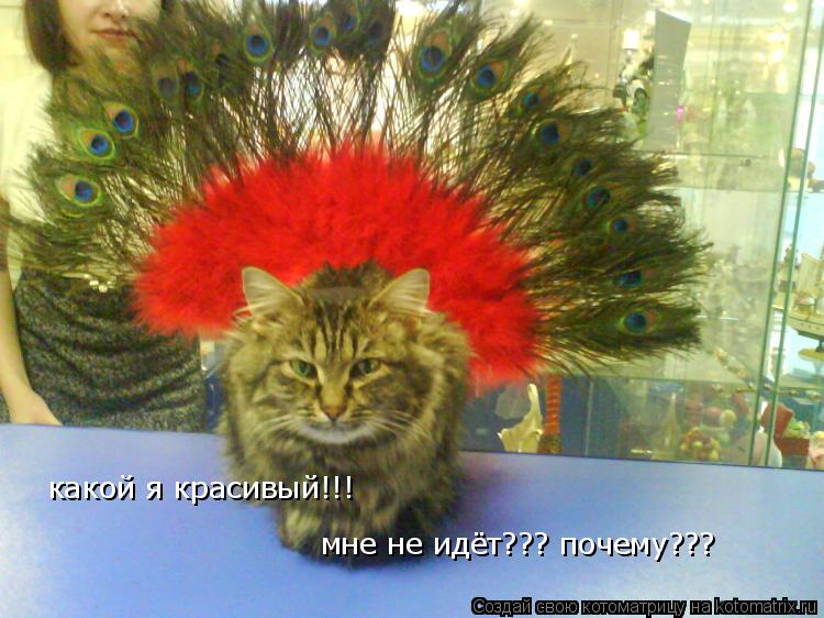 Котоматрица: какой я красивый!!! мне не идёт??? почему???