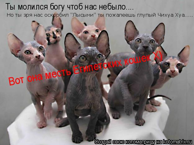 Котоматрица: Ты молился богу чтоб нас небыло.... Но ты зря нас оскорбил "Лысыми" ты пожалеешь глупый Чихуа Хуа..... Вот она месть Египетских кошек Х)