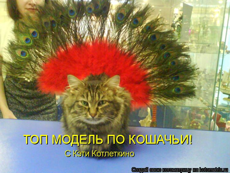 Котоматрица: ТОП МОДЕЛЬ ПО КОШАЧЬИ! С Кэти Котлеткино