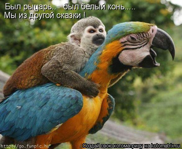 Котоматрица: Был рыцарь..   был белый конь..... Мы из другой сказки !
