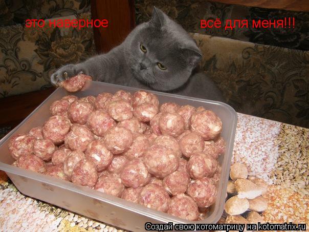Котоматрица: это наверное  всё для меня!!!