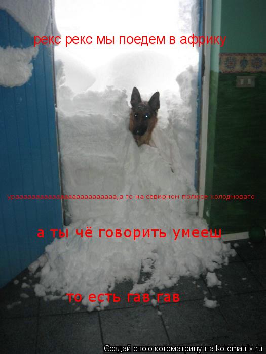 Котоматрица: рекс рекс мы поедем в африку урааааааааааааааааааааааааа,а то на севирном полюсе холодновато а ты чё говорить умееш то есть гав гав
