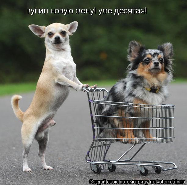 Котоматрица: купил новую жену! уже десятая!