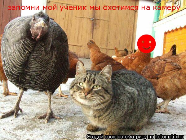 Котоматрица: &#9787; запомни мой ученик мы охотимся на камеру