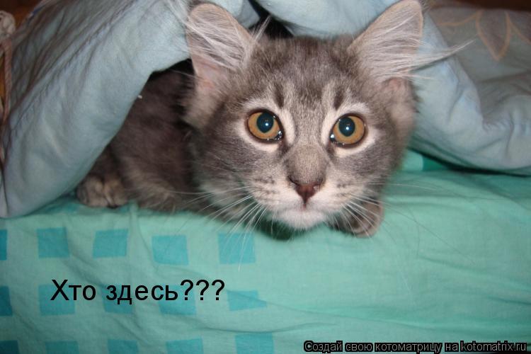 Котоматрица: Хто здесь???