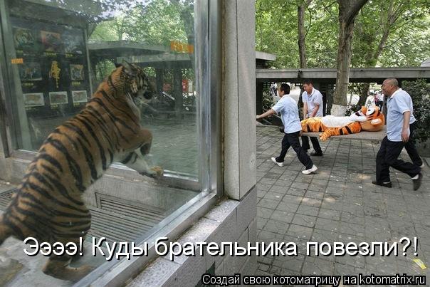Котоматрица: Ээээ! Куды брательника повезли?!