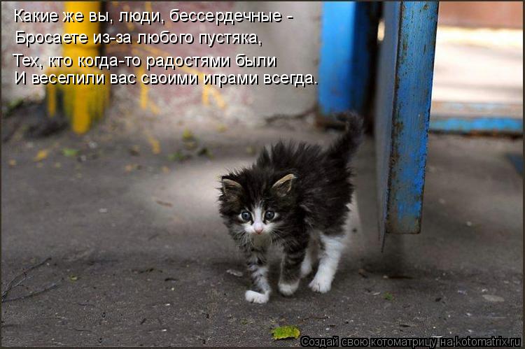 Какие же вы, люди, бессердечные - Бросаете из-за любого пустяка, И веселили вас своими играми всегда.... Котоматрица: Какие же вы, люди, бессердечные - Бросаете из-за любого пустяка, И веселили вас своими играми всегда. Тех, кто когда-то радостями были