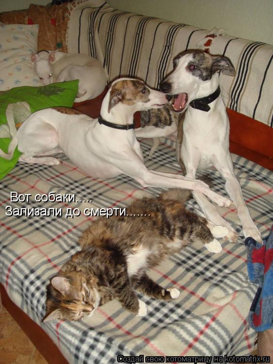 Котоматрица: Вот собаки..... Зализали до смерти.......