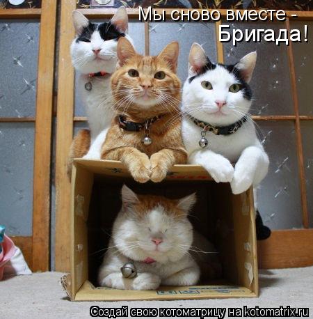Котоматрица: Мы сново вместе -  Бригада!